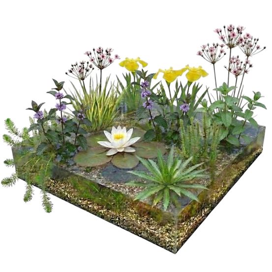 Vijverpakket inheems 1500-3000l - waterlelies, oever- & zuurstofplanten compleet