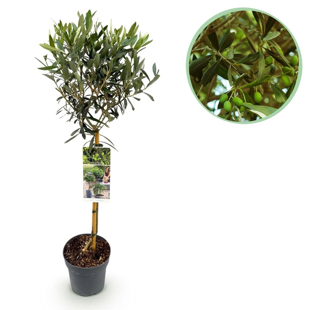 Olivier - pot 19 cm - hauteur 90 cm