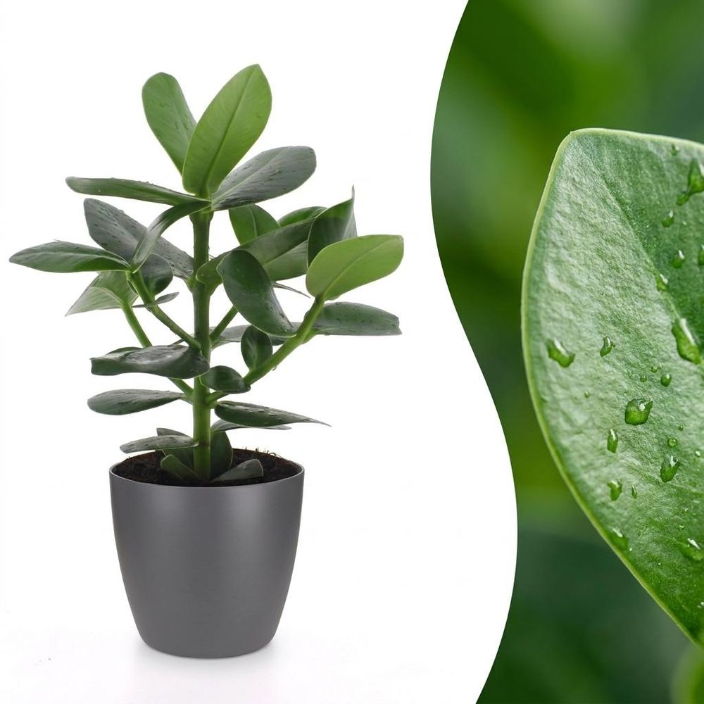 Clusia princess - clusia - pot de 12cm
