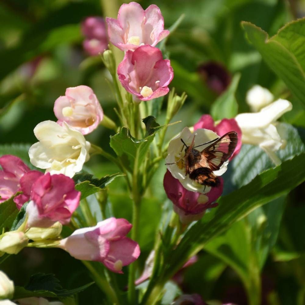 Weigela marjorie, weigelia pot de 3l - 20/40 cm