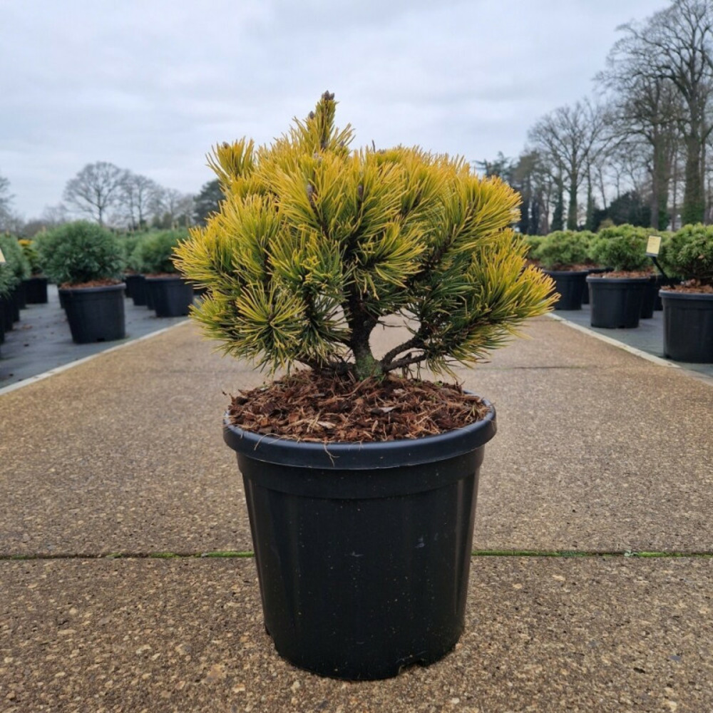 Pin de montagne 'carsten' pot 8l 25/30cm - pinus mugo carsten