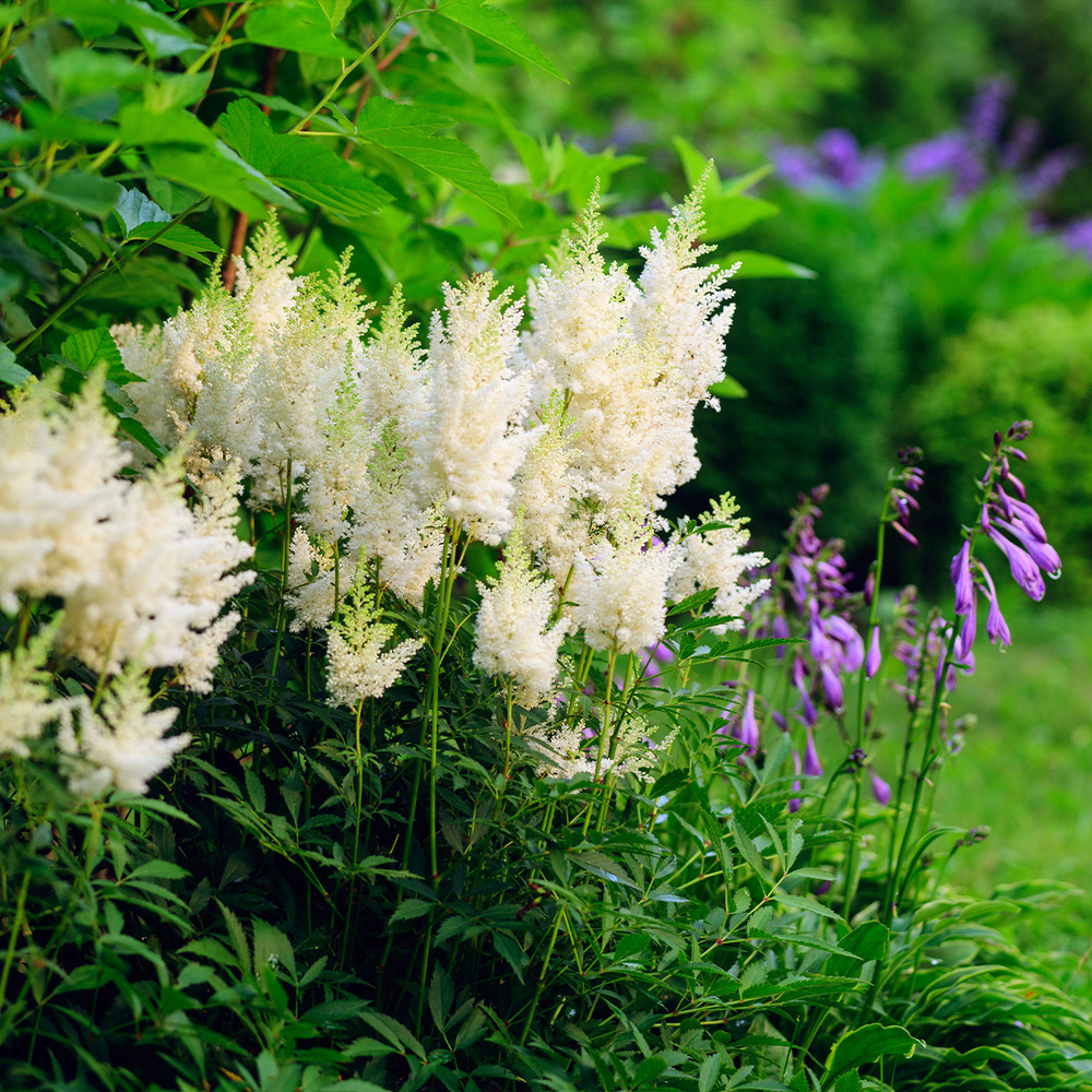Lot de 6 - astilbe astary white - spiraea plume - h. 10-20 cm