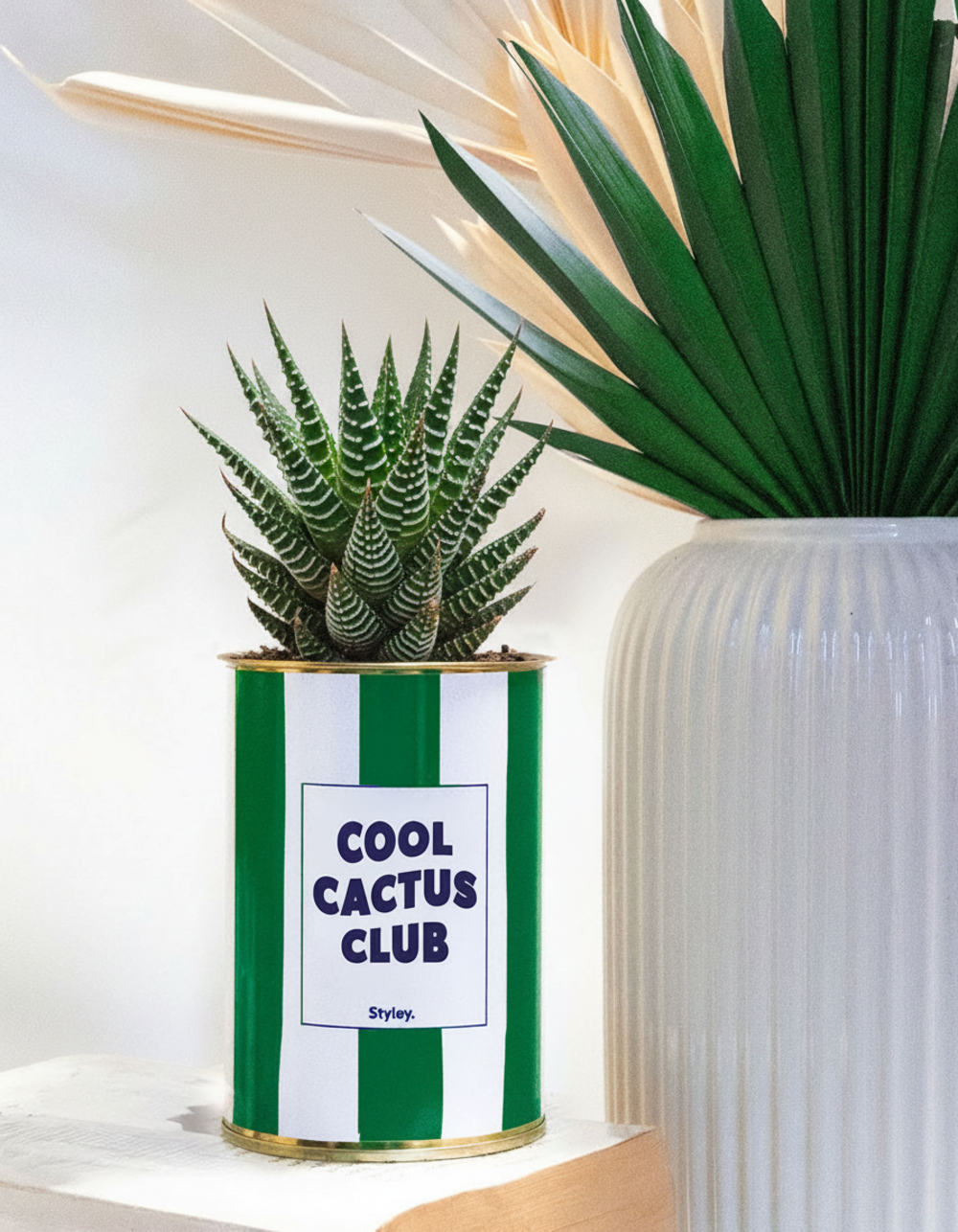Plante facile à entretenir - cool cactus club - pot à rayures - plante grasse