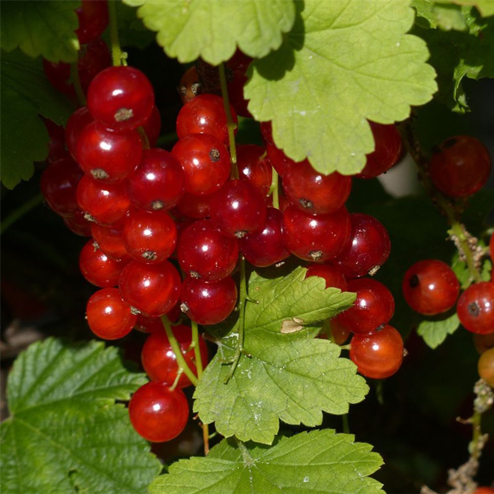 Groseillier 'junifer' pot de 1,5l/2l, buisson