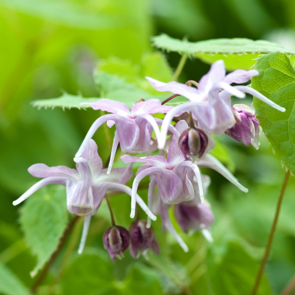 Epimedium à grandes fleurs - le pot / 8cm