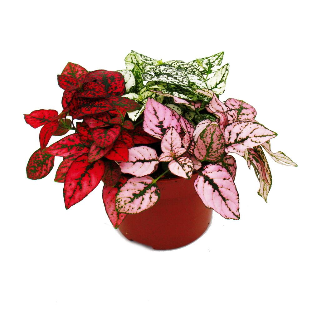 Fleur de point tricolore- hypoestes phyllostachya - pot de 12cm - avec trois couleurs différentes