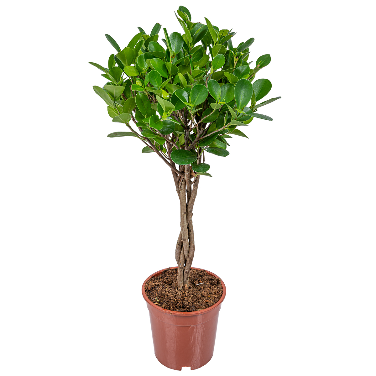 Ficus microcarpa 'moclame' - plante résistante - facile d'entretien - ⌀17 - ↕80 cm