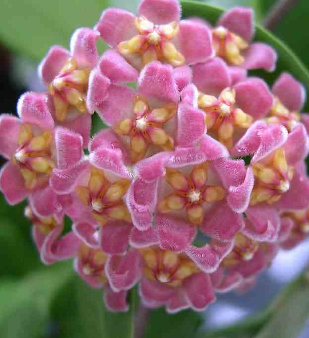 Hoya davidcummingii (fleur de porcelaine, fleur de cire)   rose - taille pot de 2 litres - 20/40 cm