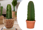 Euphorbia ingens 'cactus cowboy' - cactus - pot 18cm - hauteur 40-50cm