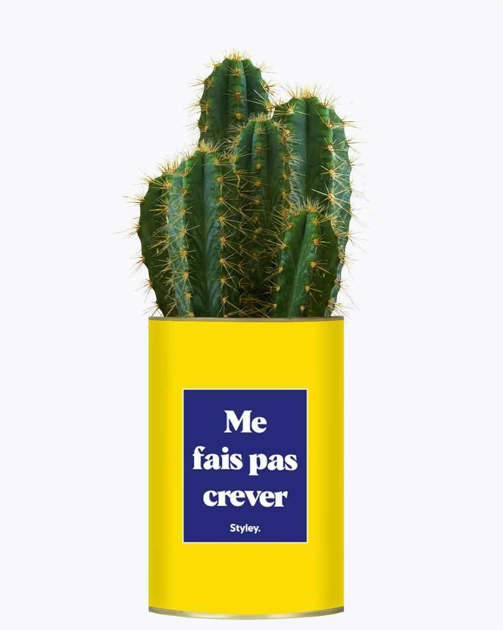 Plante drôle - me fais pas crever - cactus