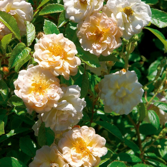 Rosier ghislaine de féligonde - la pièce en racine nue