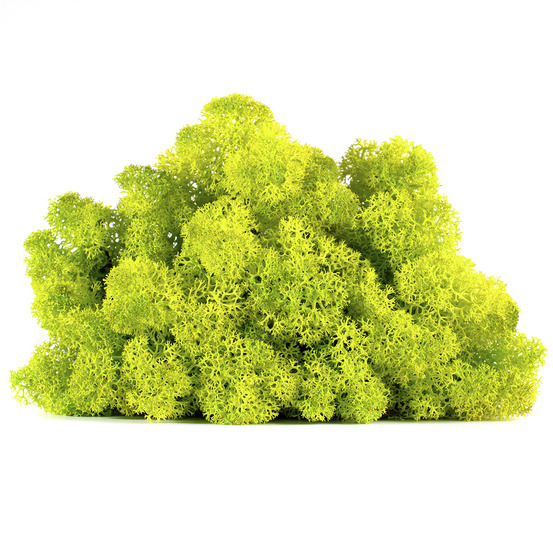 Lic/4055 lichen stabilisée printemps box 4 kg