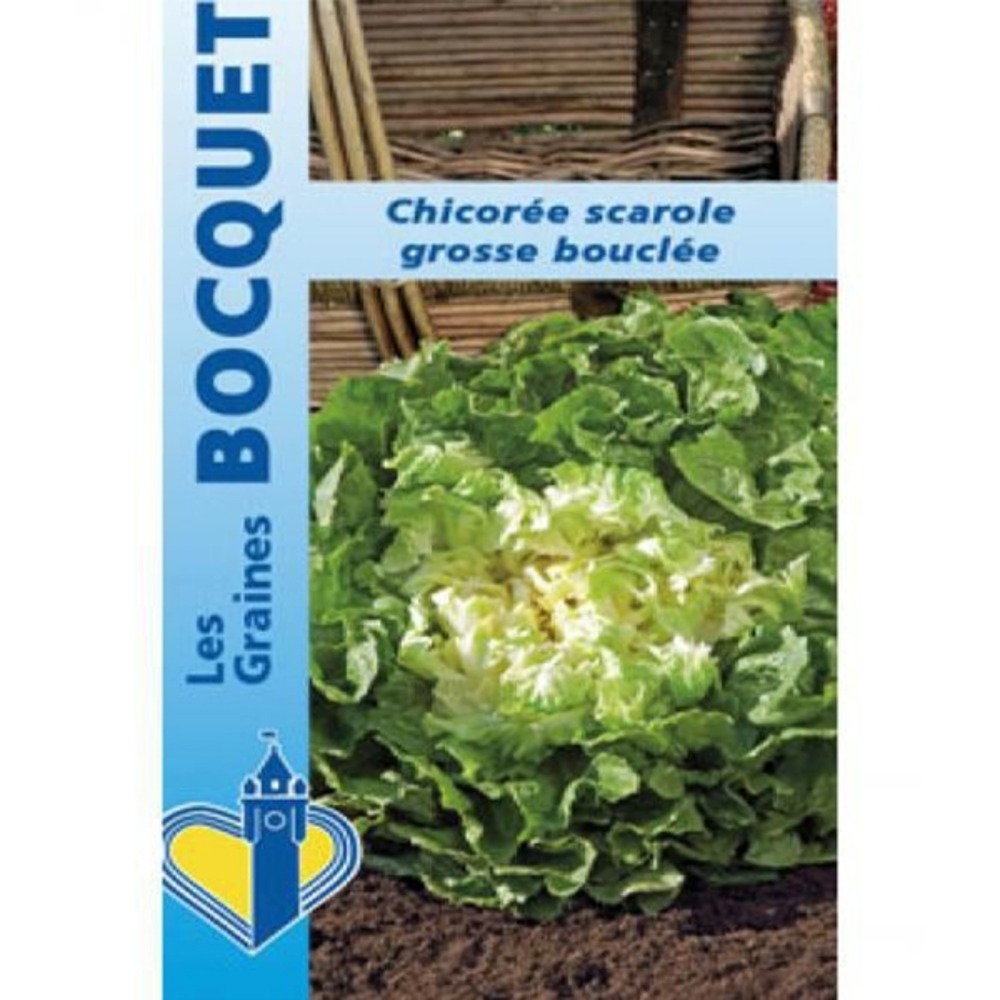 Chicorée sauvage 'grosse bouclée' le sachet de 1800 graines environ (3g)