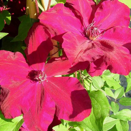 Clématite westerplatte pot de 3l - echelle bambou 60/120 cm