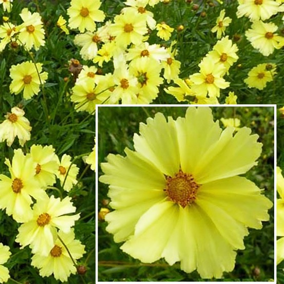 Coreopsis full moon - le pot / 8cm