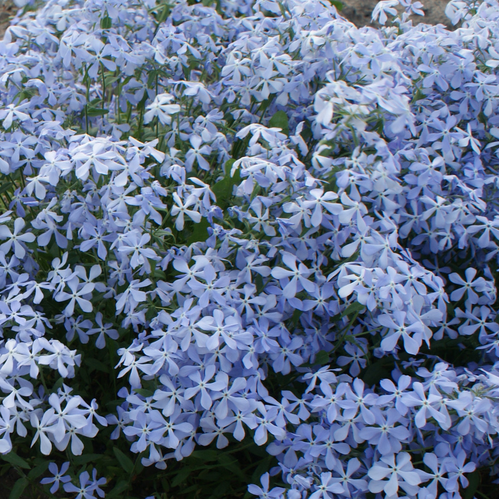 Phlox divariqué 'clouds of perfume' godet de 8/9 cm