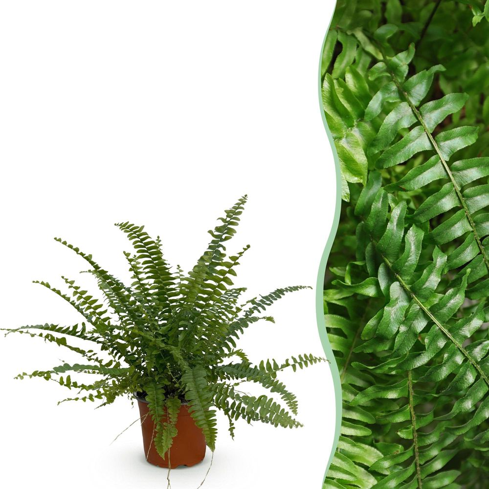 Nephrolepsis exaltata green lady - pet-friendly - pot de 12cm - hauteur 25-30cm