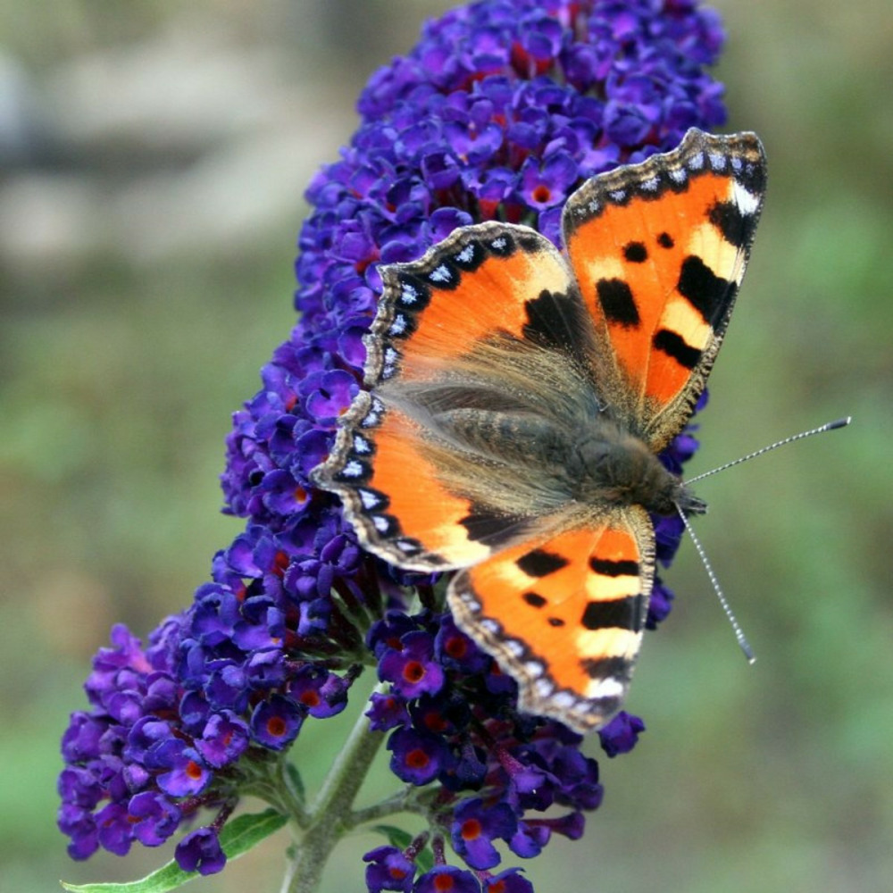 Arbre aux papillons violet buzz™ hit violet, buddleia pot de 3l - 40/60 cm