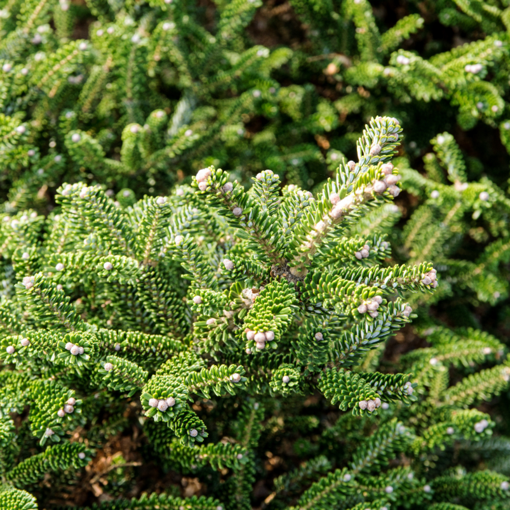 Sapin baumier piccolo - abies balsamea piccolo 20/30cm pot 2,5l