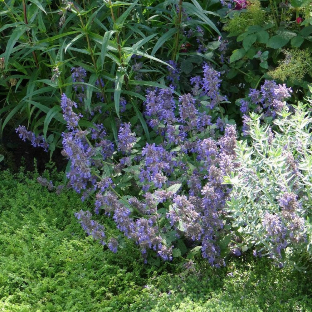 Herbe aux chats - menthe des chats racemosa grog, nepeta lot de 5 godets