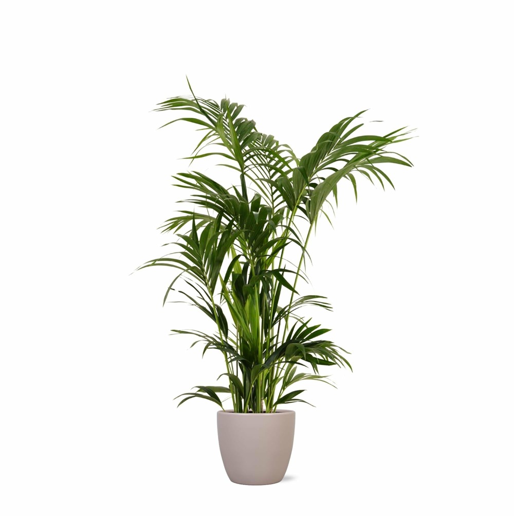 Kentia palm et son pot taupe - hauteur 160cm