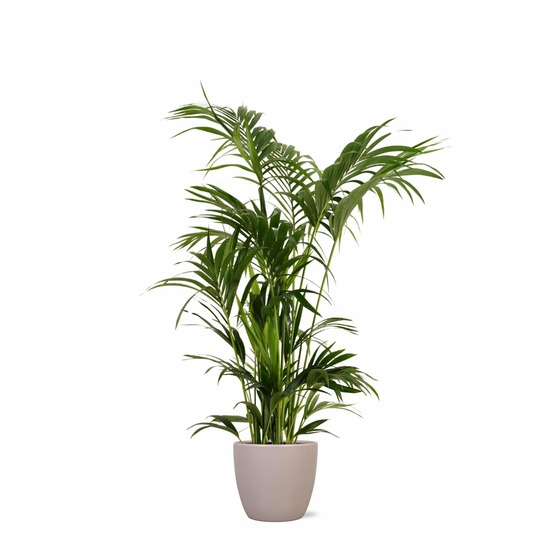 Kentia palm et son pot taupe - hauteur 160cm