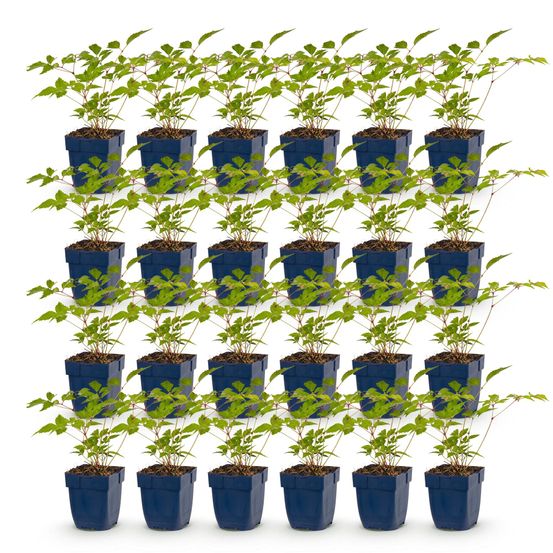 Astilbe 'europa' - lot de 24 - pot 11 cm - hauteur 25 cm - plante d'extérieur