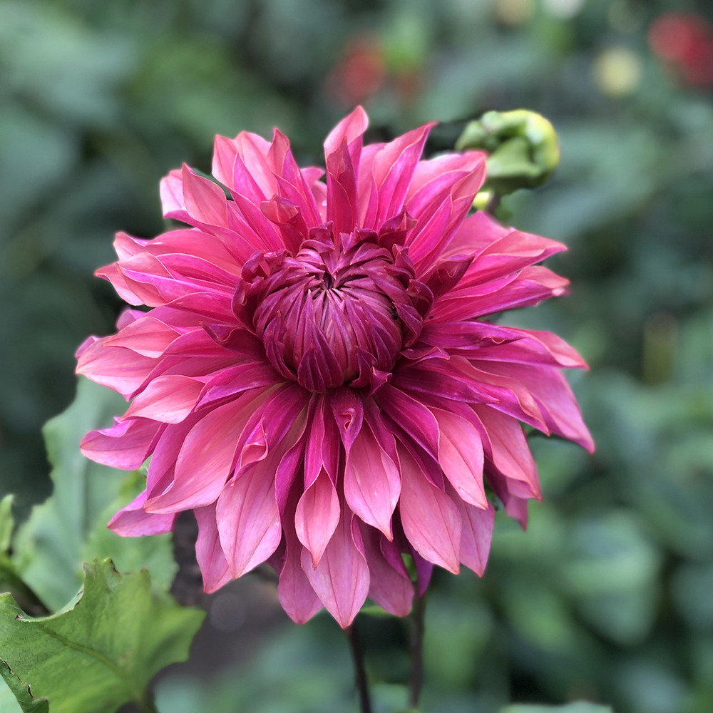 Dahlia décoratif 'dark monarch' bulbe calibre i