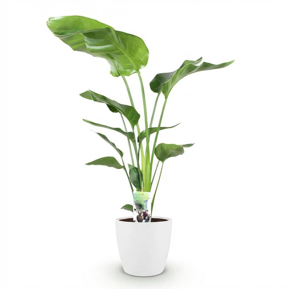 Strelitzia nicolai