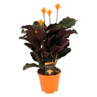 Calathea crocata - purificateur d'air - plante d'intérieur - pot 14cm - hauteur 40-50cm