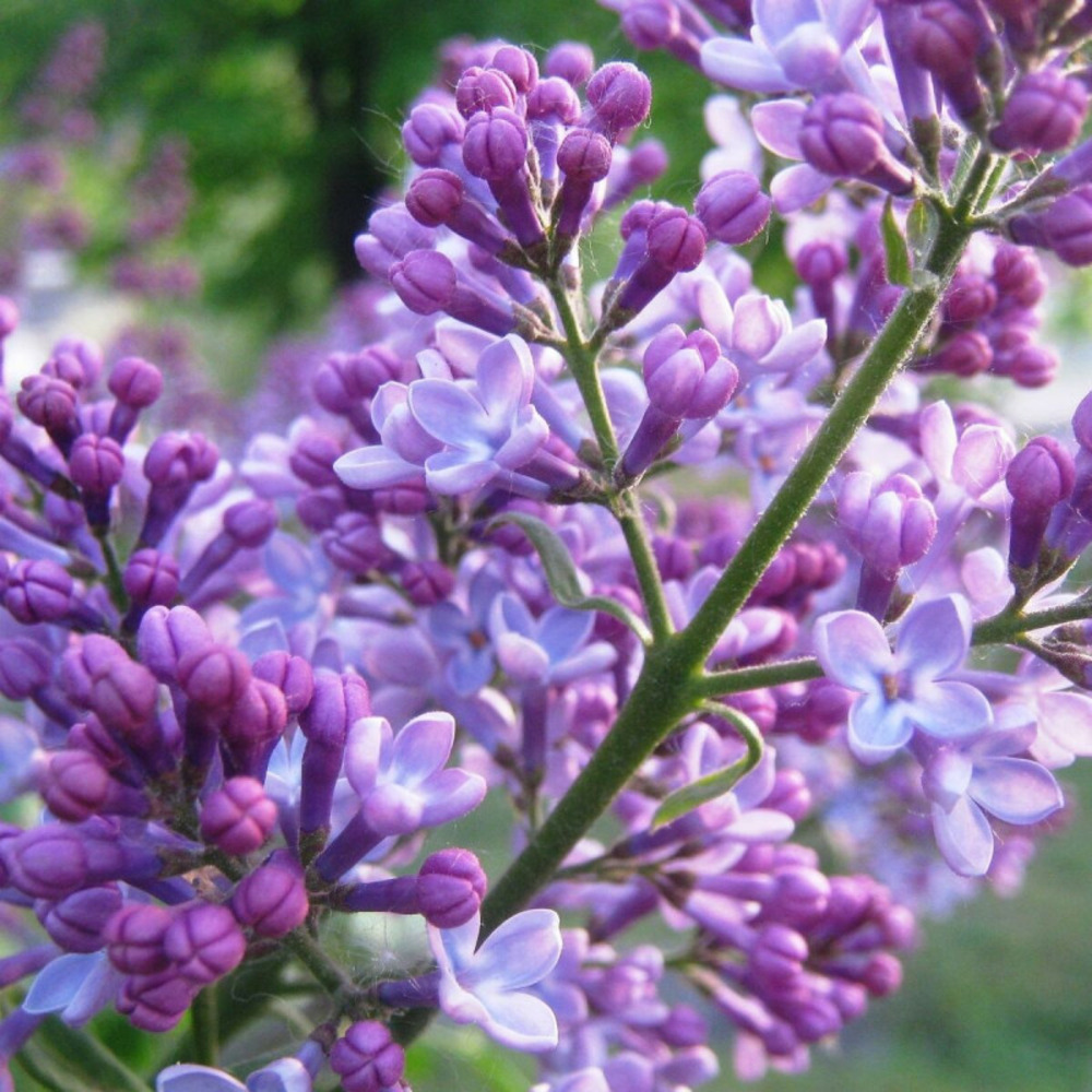 Lilas commun michel buchner, syringa pot de 7,5l - 60/80 cm