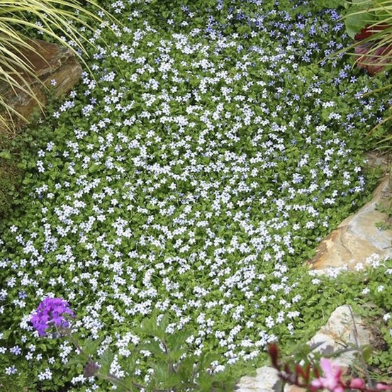 Pratia tapissante godet de 8/9 cm