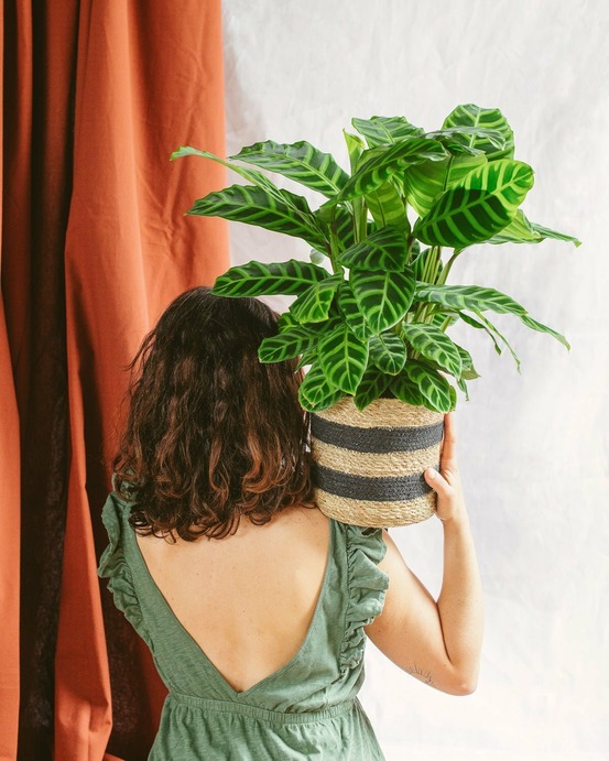 Calathea zebrina 80cm - plante d'intérieur