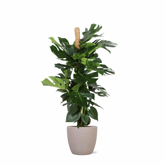 Monstera deliciosa et son pot taupe - hauteur 150cm