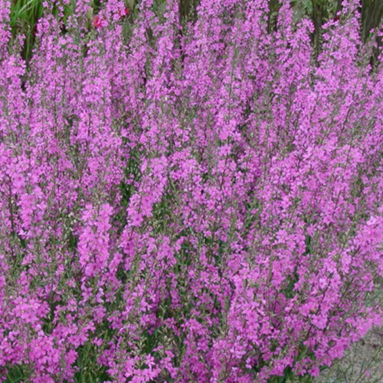 Salicaire rose queen, lythrum lot de 9 godets