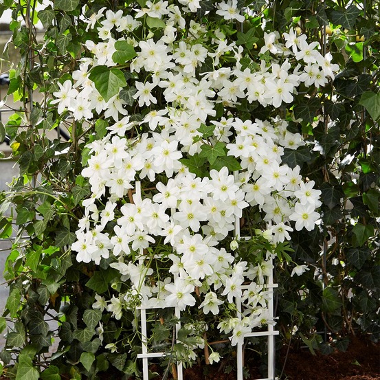Lot de 2 - clematis 'avalanche' - clématite à grandes fleurs - 50-70 cm de haut - pot 15 cm