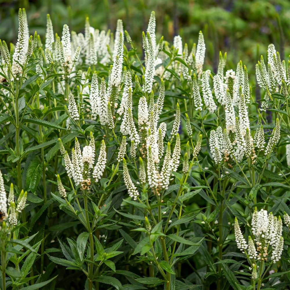 Véronique first lady - le pot / ø 9cm