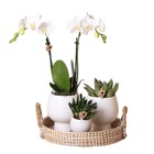 Ensemble de plantes complet scandic blanc | plante verte sertie d'orchidées phalaenopsis blanches et de succulentes