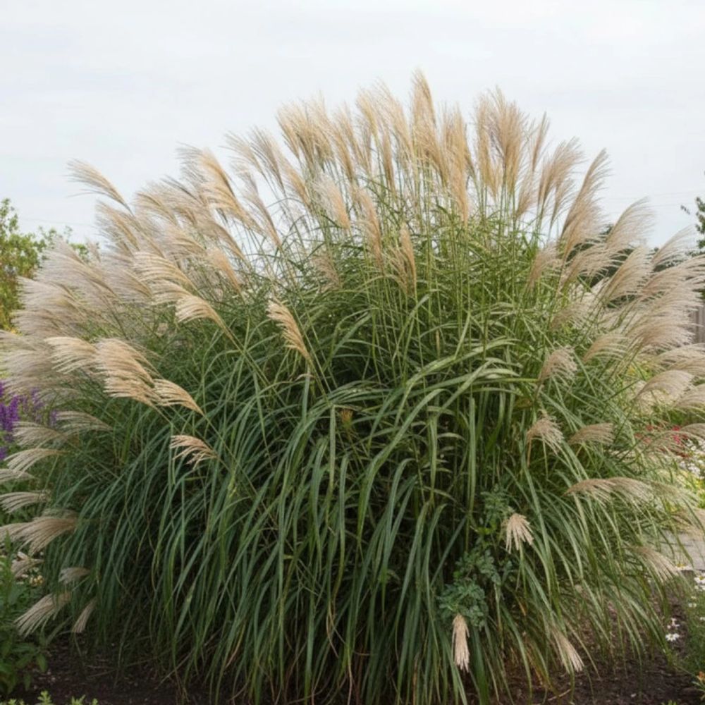 Miscanthus, roseau de chine silberfeder lot de 9 godets