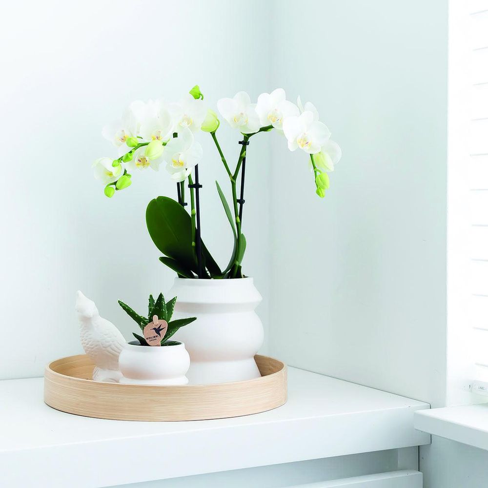Mini Orchidée Phalaenopsis PF 883 Little Flash – Véritable Plante D'Intérieur En Pot 2,5 Cm, Naturelle Et Facile