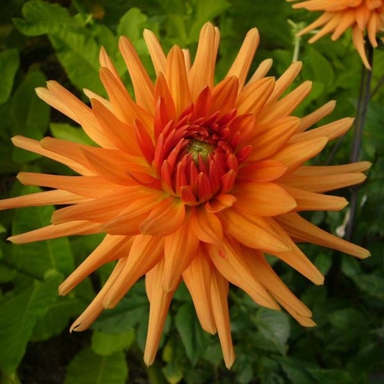 Dahlia gpe cactus 'ludwig helfert' bulbe calibre i