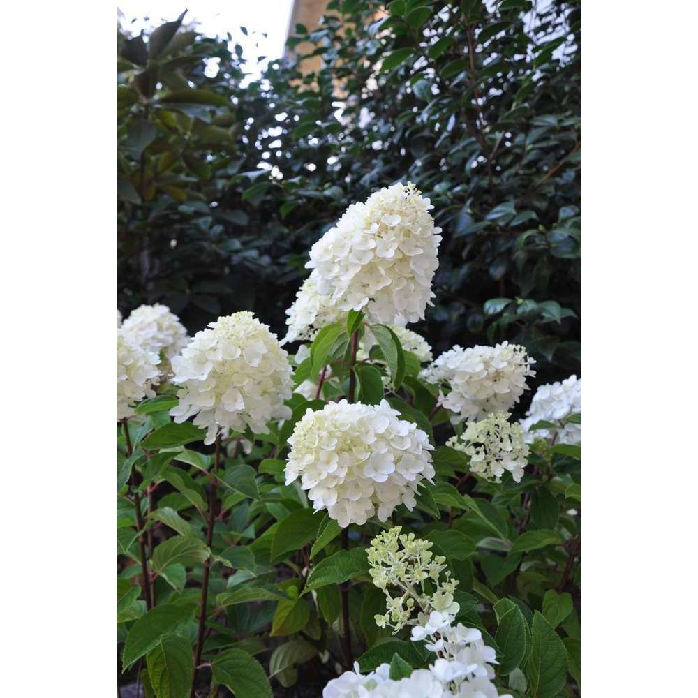 Hydrangea 'silver dollar' : 10 l (blanc) | Truffaut
