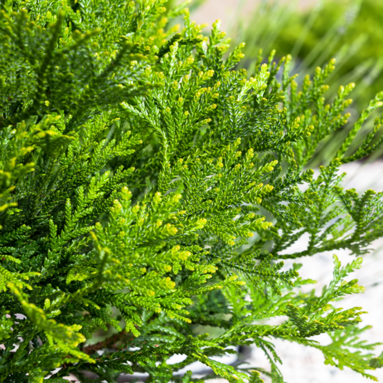 Thujopsis du japon - thujopsis dolabrata 20/30 cm pot 2,5l