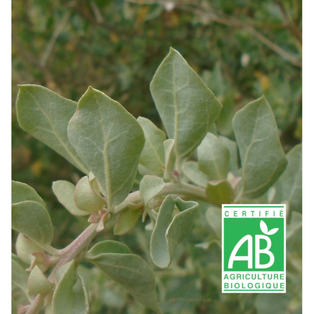 Arroche de mer - sans traitement godet - 5/20 cm