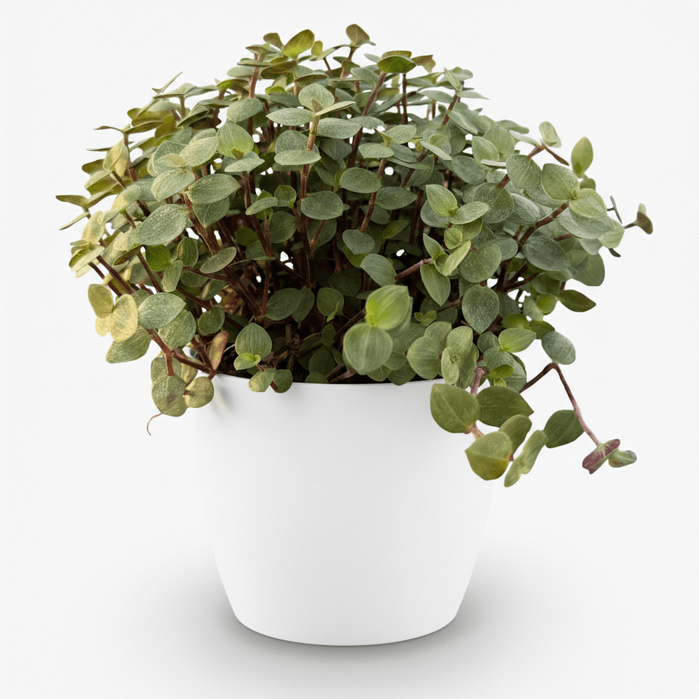 Calissia repens - pet-friendly - pot de 12cm - hauteur 17-20cm