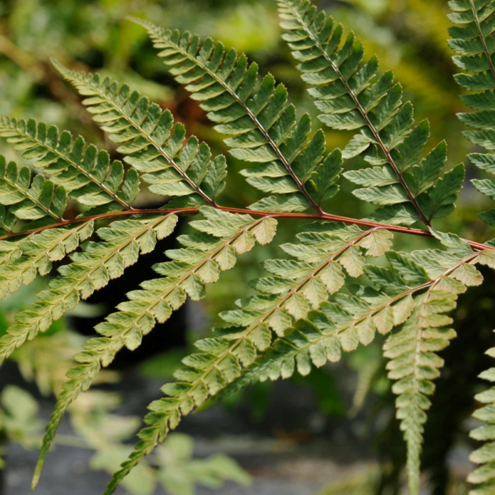 Fougère auriculée okanum - edition limitée pot de 1 litre