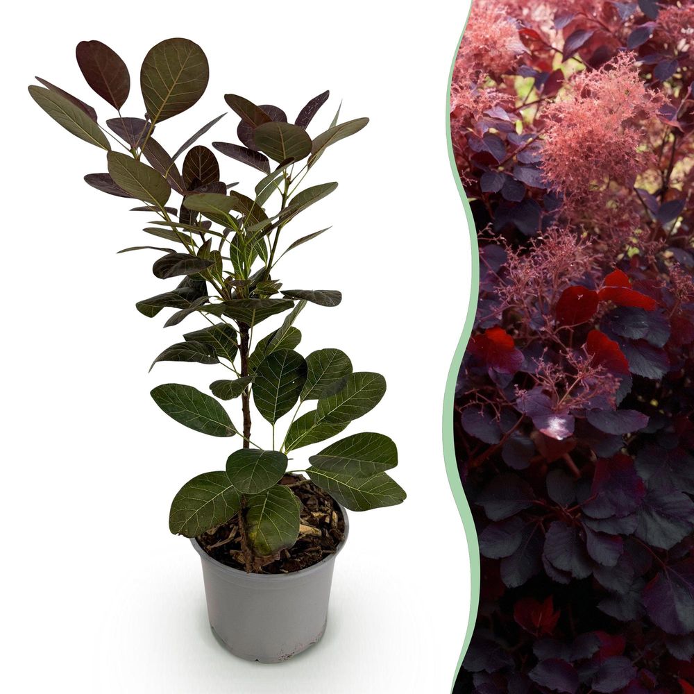 Arbre à perruque 'royal purple' - pot 12 cm - hauteur 35 cm - plante d'extérieur