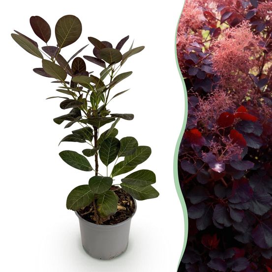 Arbre à perruque 'royal purple' - pot 12 cm - hauteur 35 cm - plante d'extérieur
