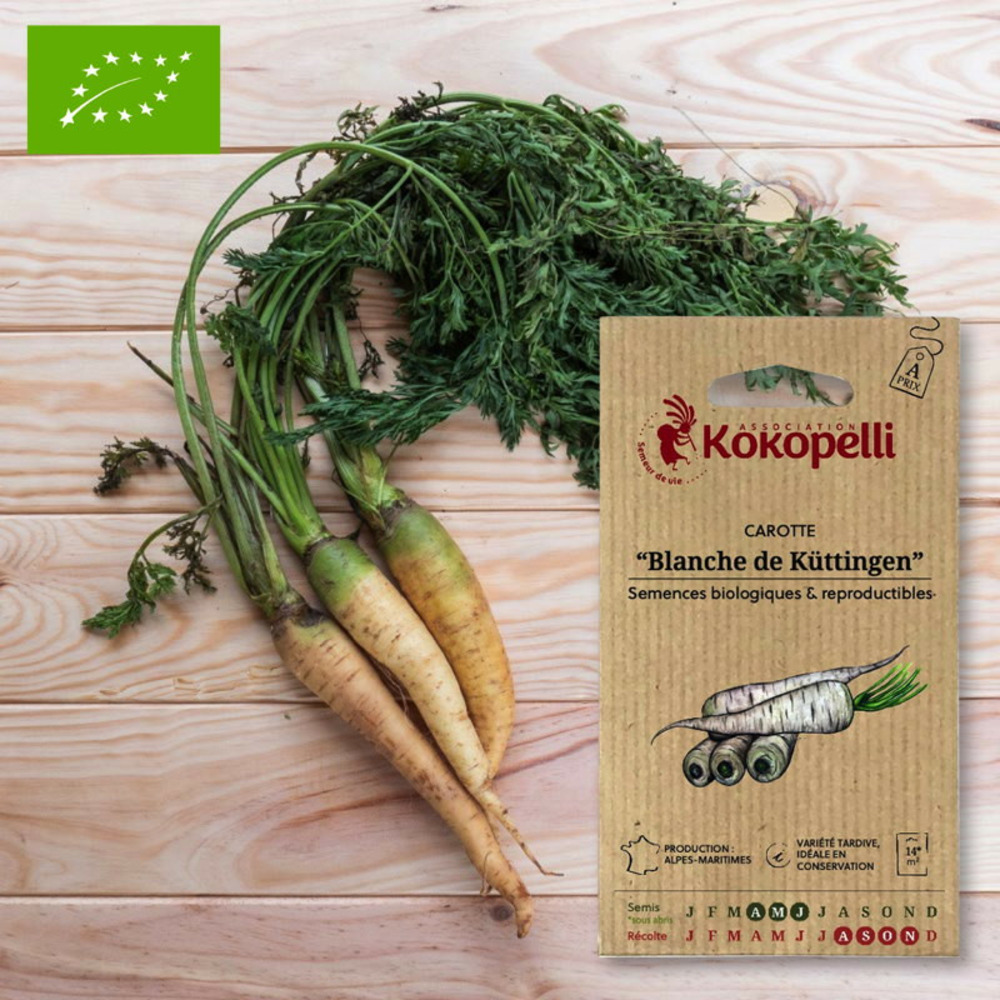 Graines bio à semer - carotte blanche blanche de küttingen