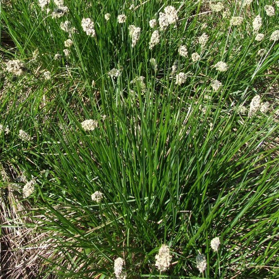Sesleria heufleriana godet de 8/9 cm